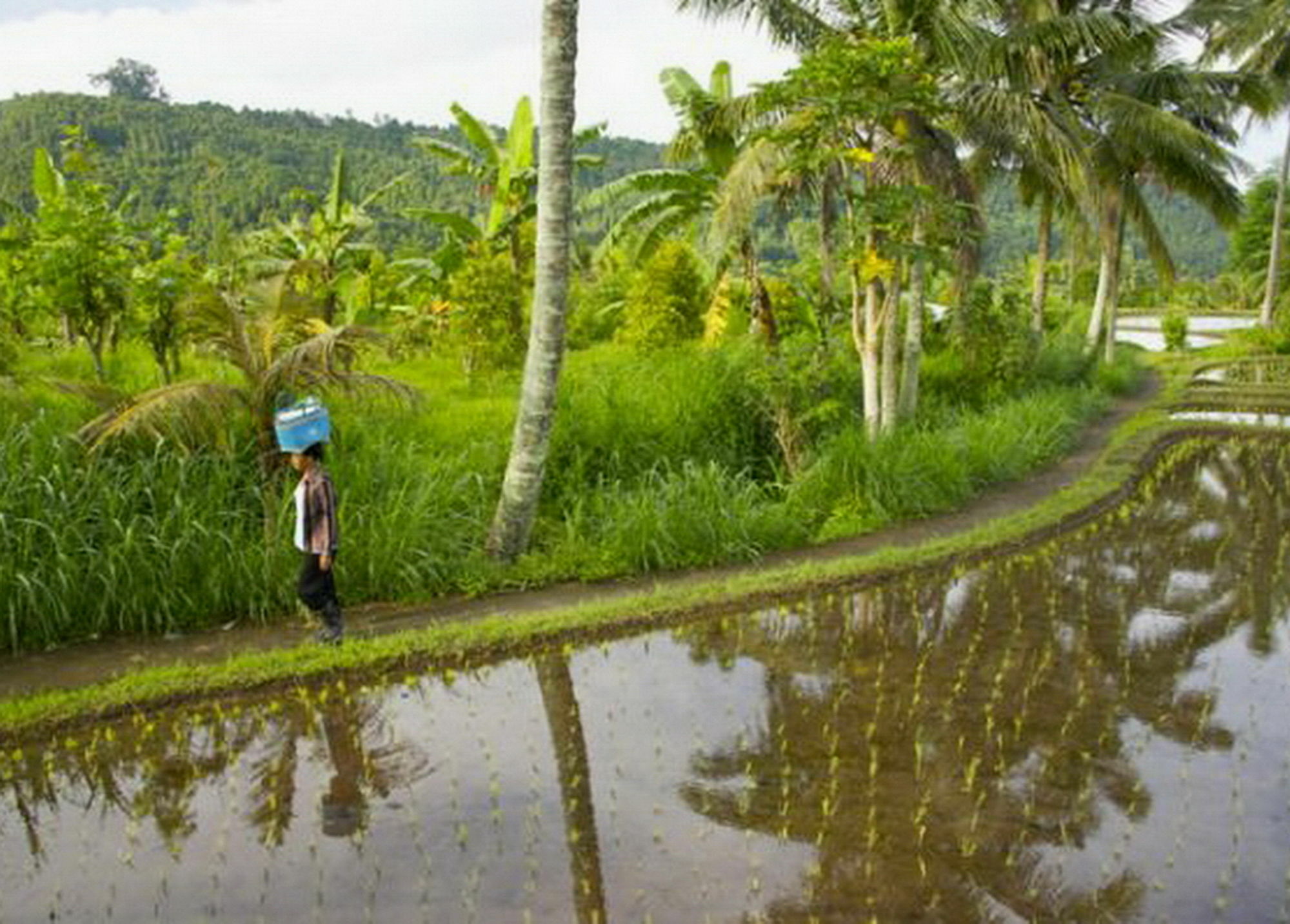 Karang Sari & Restaurant Gasthof Munduk